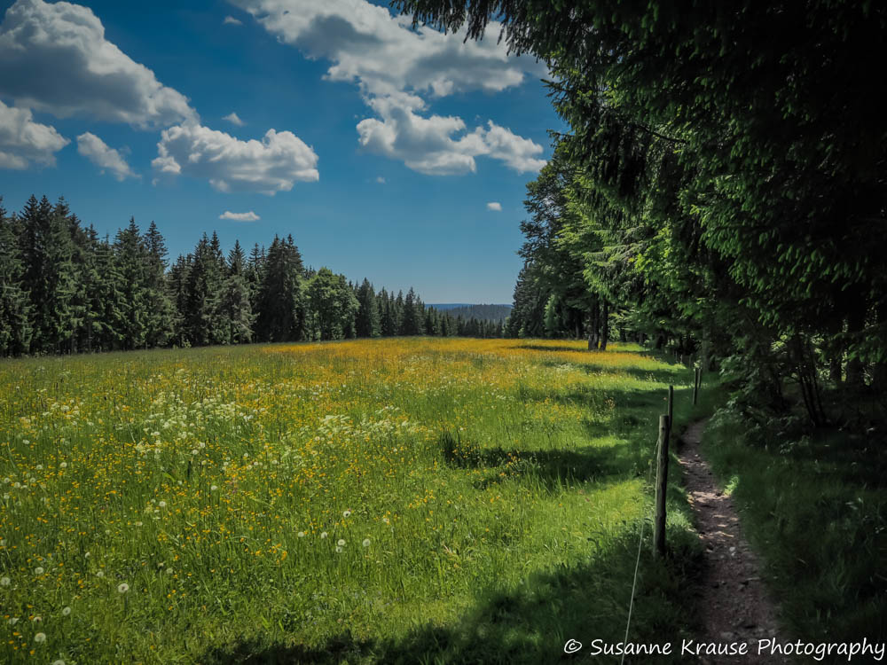 Schwarzwald Foto der Pfingst-Wanderung 2014