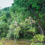 Affen auf dem Baum am Eingang zum Sigiriya Park
