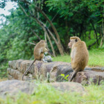 2 Affen am Eingang zum Sigiriya Park